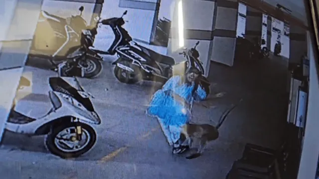 langur-bites-young-girl-leg-in-residential-building-leaves-her-bleeding-and-crying-viral-video